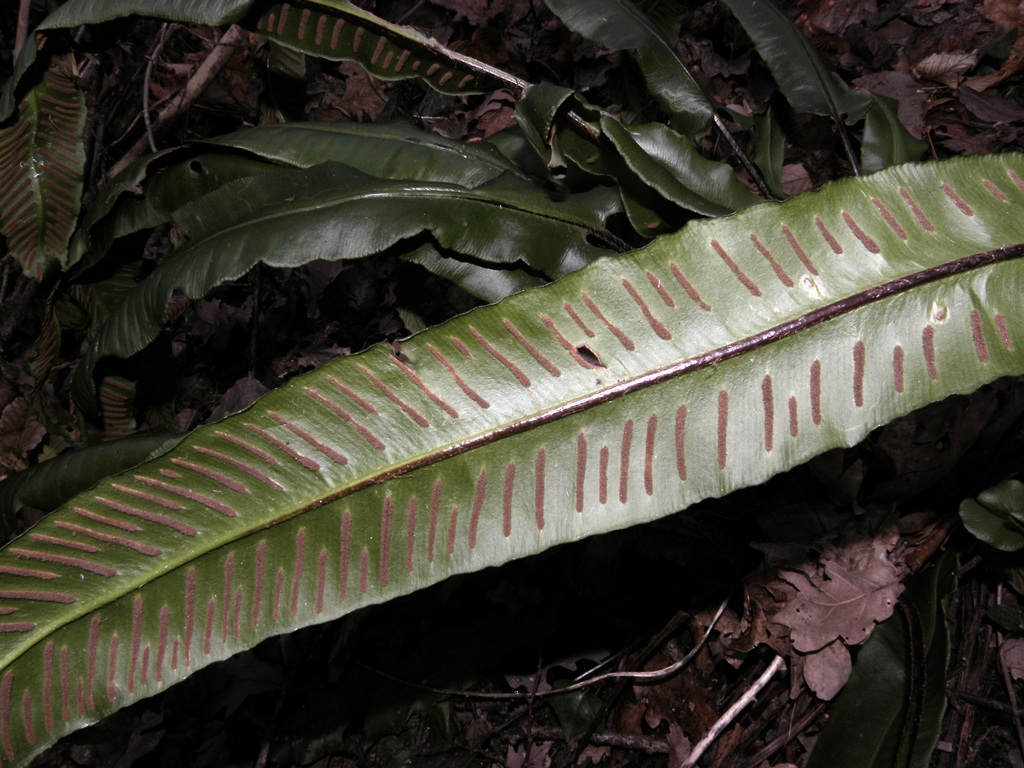 Asplenium scolopendrium